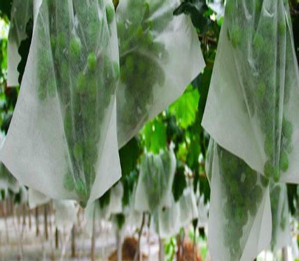 Vải không dệt PP nông nghiệp